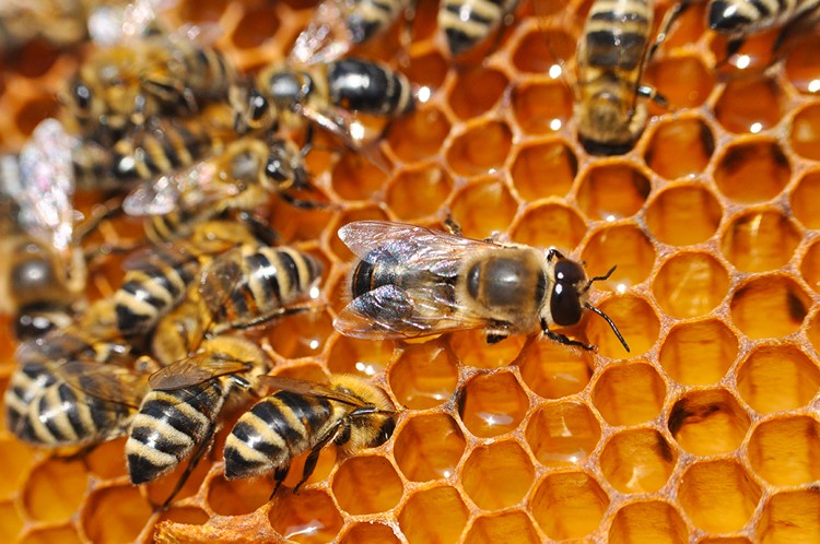 The Journey of Bees and Responsible Consumption