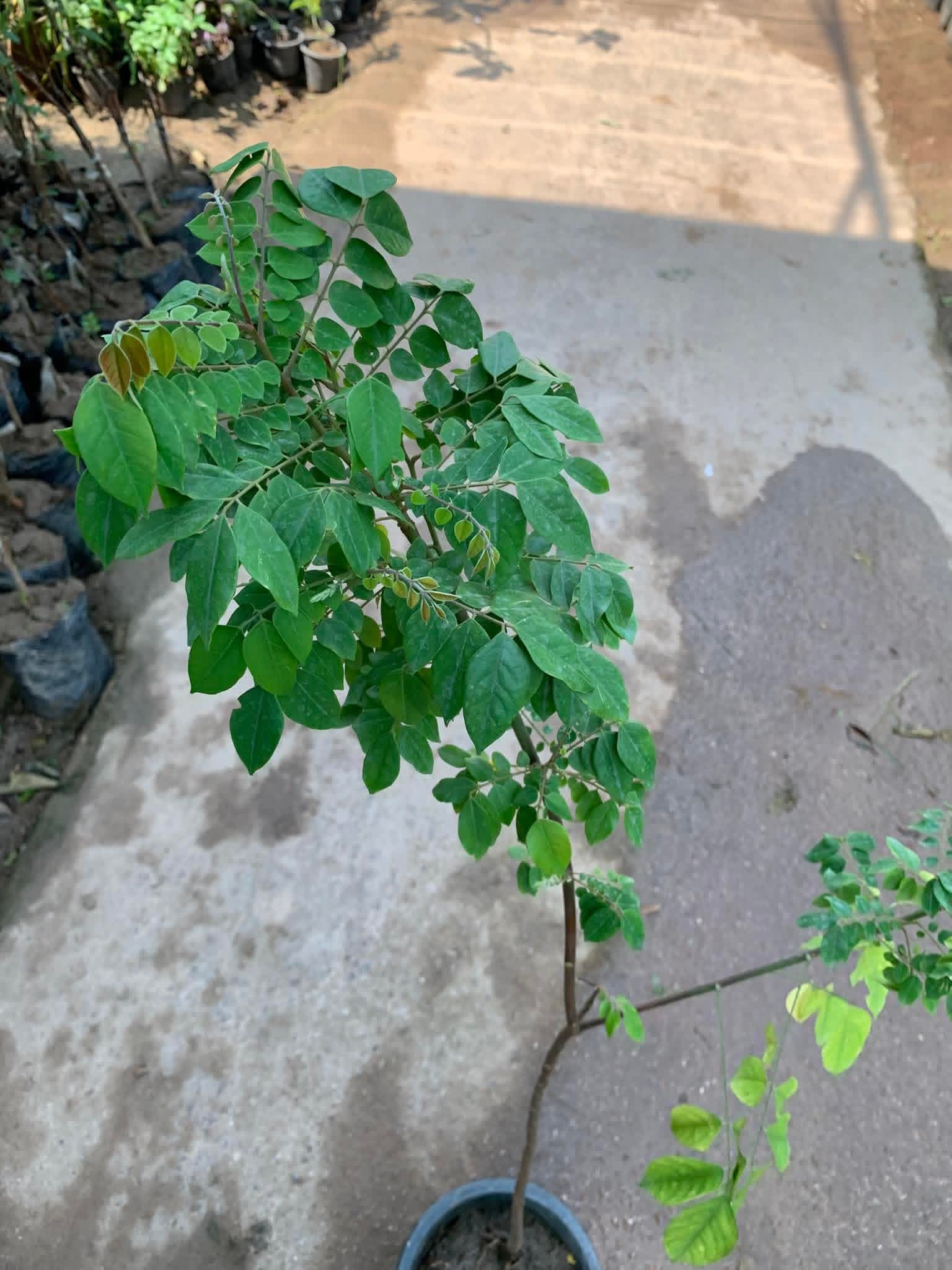 Star Fruit’s healthy plants are available.