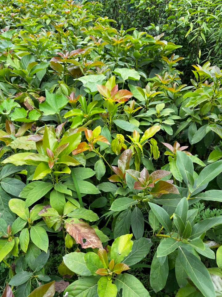 Avogadro plants