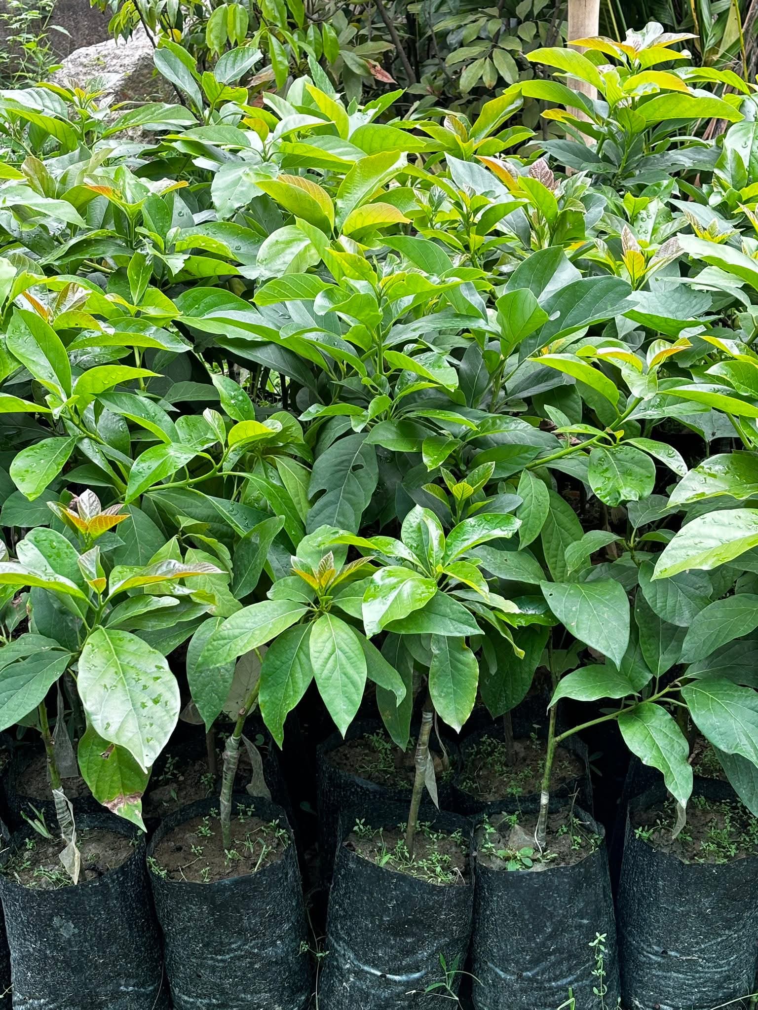 Avogadro plants