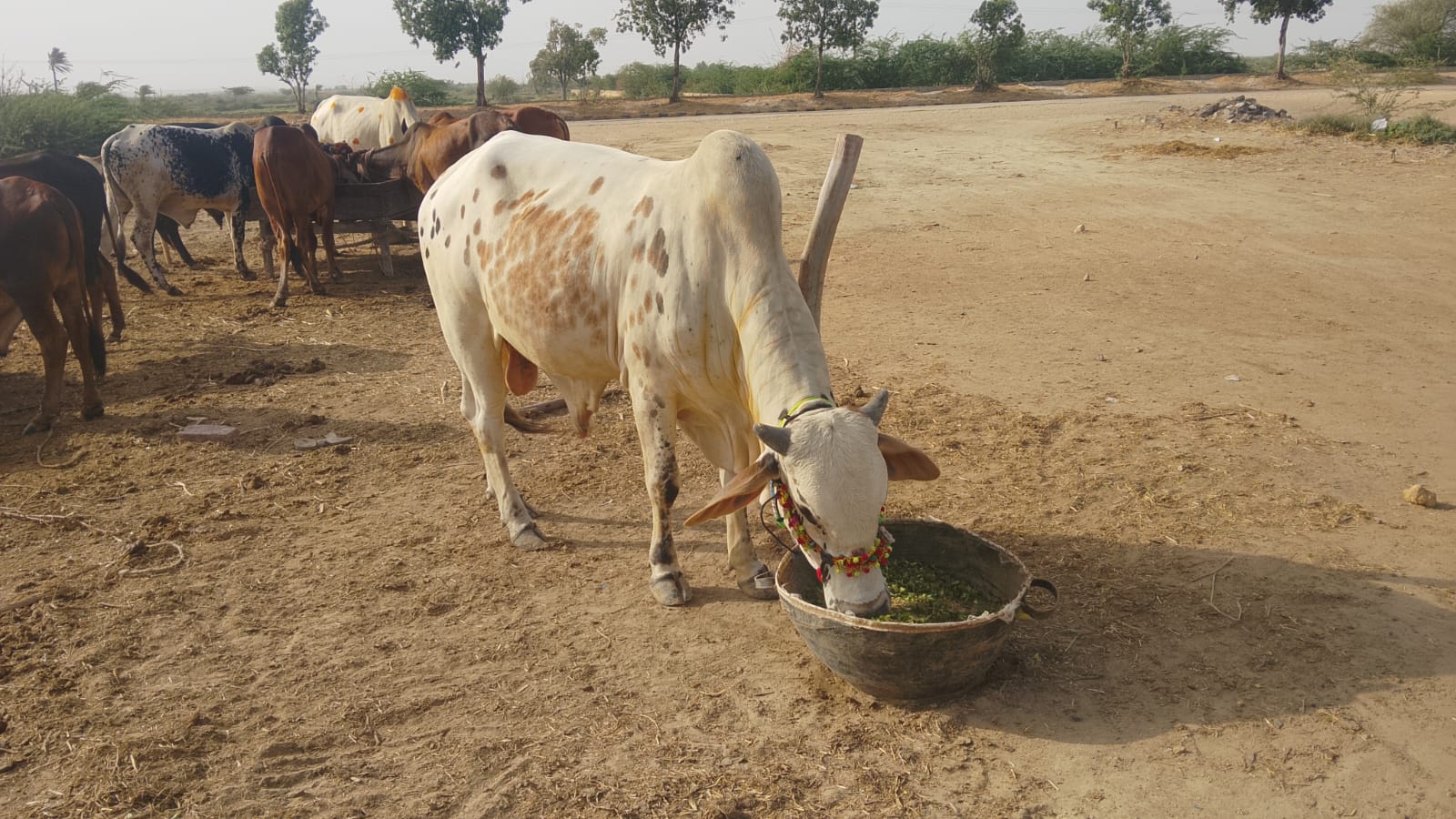 Healthy Bull