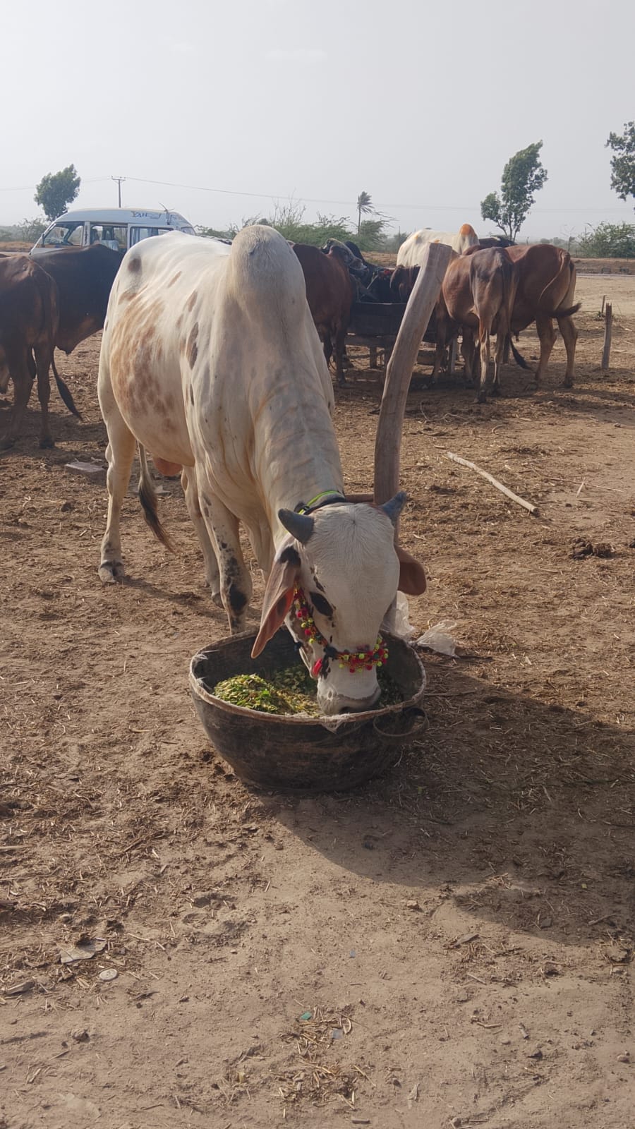 Healthy Bull